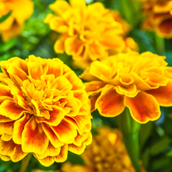 Search plant encyclopedia for annuals